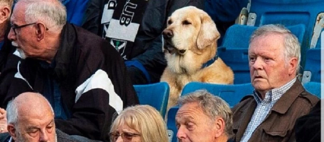 Σκύλος παρακολουθεί με απίστευτη προσήλωση ποδοσφαιρικό αγώνα (φώτο)